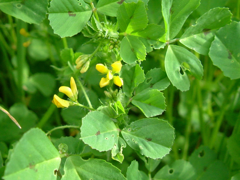 Medicago arabica